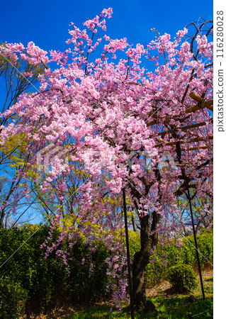 【京都風景】鴨川、木板路櫻花 【京都風景】鴨川、木板路櫻花 116280028