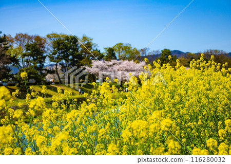【京都風景】鴨川、木板路櫻花 【京都風景】鴨川、木板路櫻花 116280032