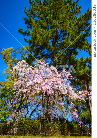 [Kyoto Scenery] Kamo River - Cherry blossoms along the Half-tree Road 116280038