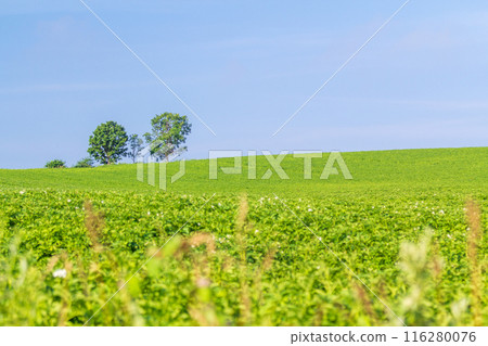 「北海道」美瑛親子樹山 116280076