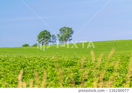 「北海道」美瑛親子樹山 116280077