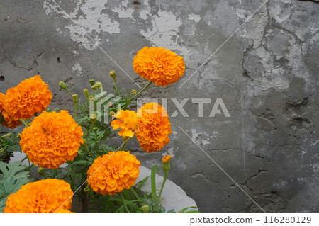 Orange marigold flowers in a pot against a grey concrete wall, close-up. Several tagetes erecta velvet flowers on the left side of the photo, place for text on the right. 116280129