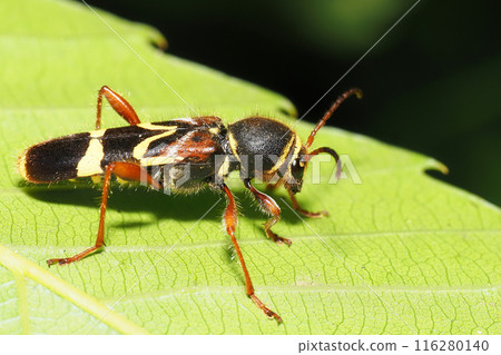 Kisujitorakamikiri 116280140