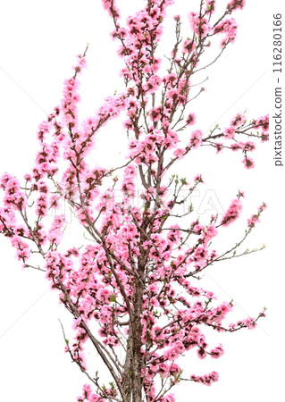 白色背景上的粉紅色櫻花花 白色背景上的粉紅色櫻花花 116280166