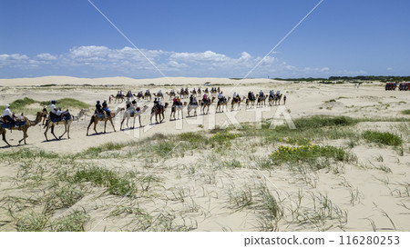 Herd of camels walking through the desert Herd of camels walking through the desert 116280253