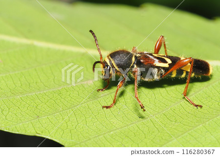 Kisujitorakamikiri 116280367