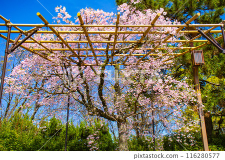[Kyoto Scenery] Kamo River - Cherry blossoms along the Half-tree Road 116280577