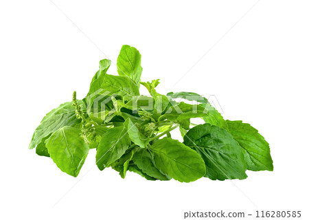 Holy Basil leaf or thai basil or Ocimum sanctum isolated 116280585