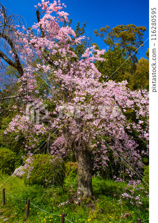 【京都風景】鴨川、木板路櫻花 【京都風景】鴨川、木板路櫻花 116280595