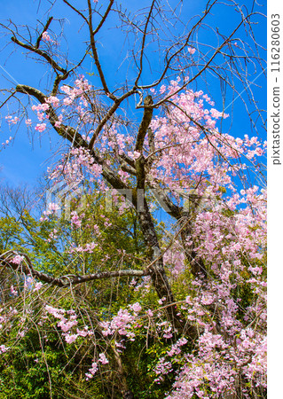 [Kyoto Scenery] Kamo River - Cherry blossoms along the Half-tree Road 116280603