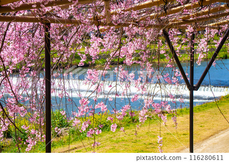 [Kyoto Scenery] Kamo River - Cherry blossoms along the Half-tree Road 116280611