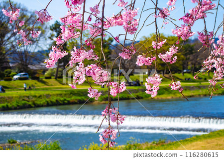 [Kyoto Scenery] Kamo River - Cherry blossoms along the Half-tree Road 116280615