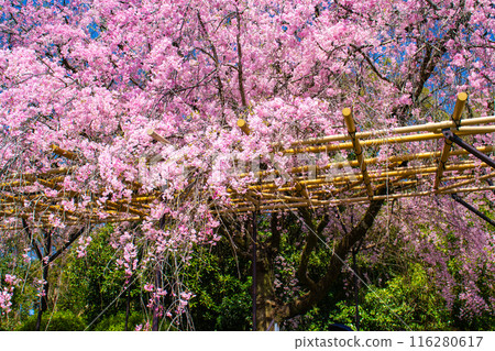 [Kyoto Scenery] Kamo River - Cherry blossoms along the Half-tree Road 116280617