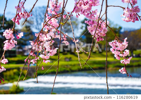 [Kyoto Scenery] Kamo River - Cherry blossoms along the Half-tree Road 116280619