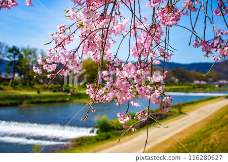 [Kyoto Scenery] Kamo River - Cherry blossoms along the Half-tree Road 116280627