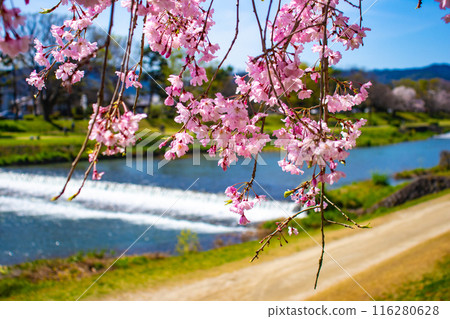 【京都風景】鴨川、木板路櫻花 116280628