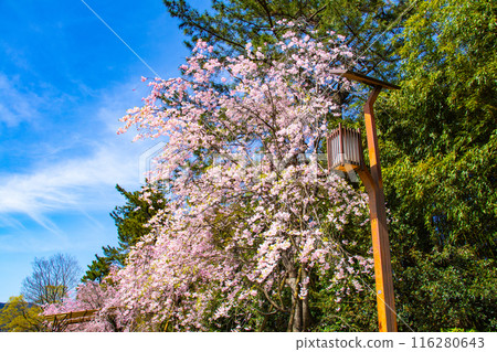 [Kyoto Scenery] Kamo River - Cherry blossoms along the Half-tree Road 116280643