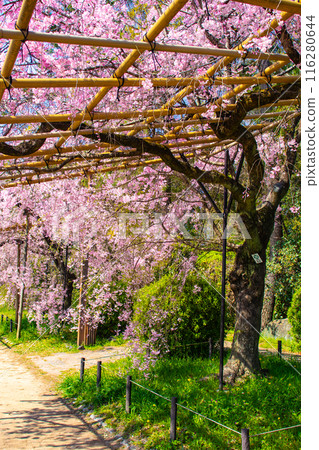 [Kyoto Scenery] Kamo River - Cherry blossoms along the Half-tree Road 116280644