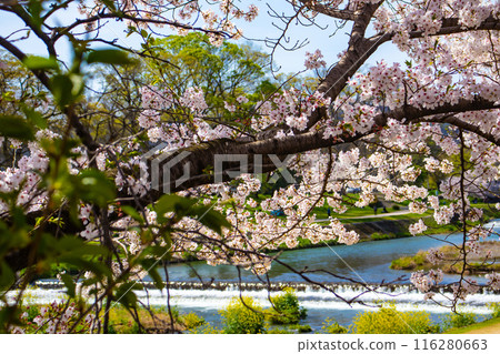 【京都風景】鴨川、木板路櫻花 116280663