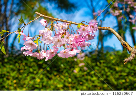 [Kyoto Scenery] Kamo River - Cherry blossoms along the Half-tree Road 116280667