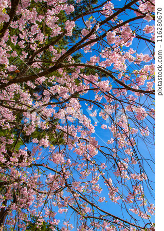 [Kyoto Scenery] Kamo River - Cherry blossoms along the Half-tree Road 116280670