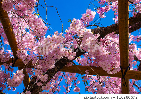 [Kyoto Scenery] Kamo River - Cherry blossoms along the Half-tree Road 116280672
