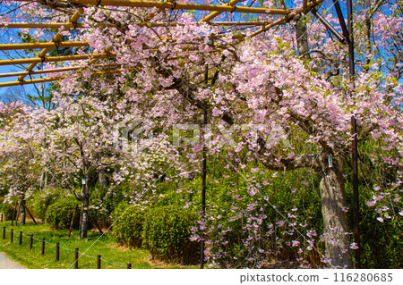 【京都風景】鴨川、木板路櫻花 116280685