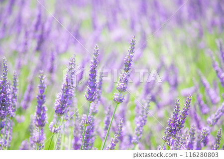 Lavender blooming at Lake Kawaguchi in early summer 116280803