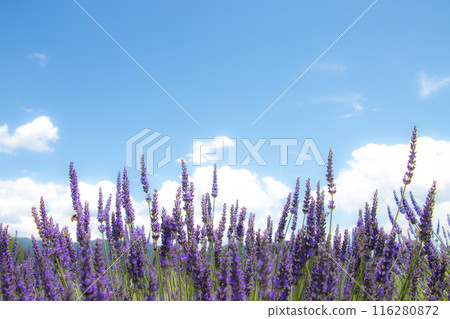 藍天、白雲和薰衣草田 藍天、白雲和薰衣草田 116280872