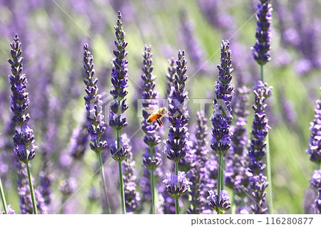 一隻蜜蜂在薰衣草田裡採集花蜜 116280877