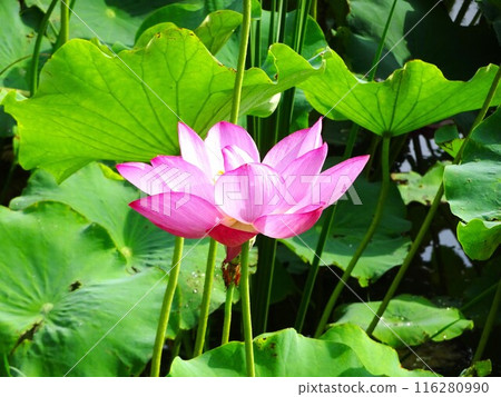 July lotus July lotus 116280990