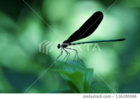 The silhouette of a dragonfly floating in the sunlight filtering through the trees in the forest The silhouette of a dragonfly floating in the sunlight filtering through the trees in the forest 116280996