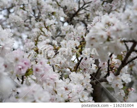 Cherry Blossom	 116281004