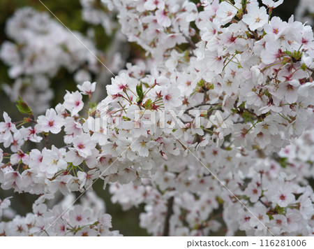 Cherry Blossom	 116281006