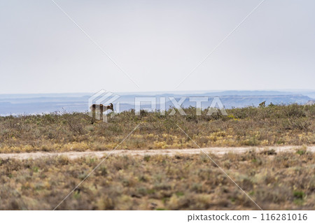 A gazelle inhabiting Mangistau, Kazakhstan 116281016