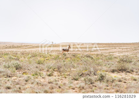 A gazelle inhabiting Mangistau, Kazakhstan A gazelle inhabiting Mangistau, Kazakhstan 116281029