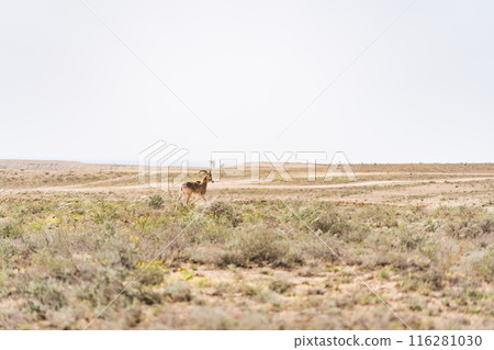 A gazelle inhabiting Mangistau, Kazakhstan A gazelle inhabiting Mangistau, Kazakhstan 116281030