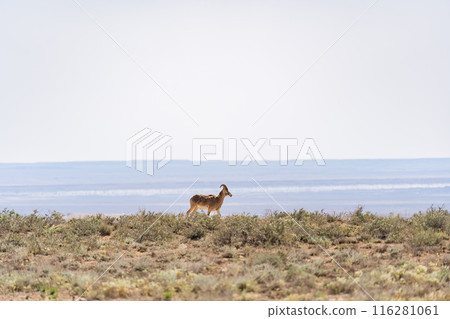 A gazelle inhabiting Mangistau, Kazakhstan A gazelle inhabiting Mangistau, Kazakhstan 116281061
