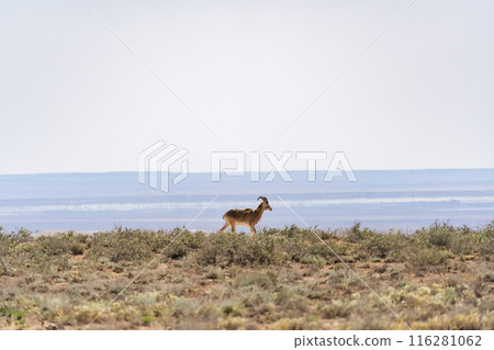 A gazelle inhabiting Mangistau, Kazakhstan A gazelle inhabiting Mangistau, Kazakhstan 116281062