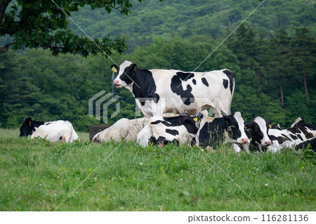 鳥取縣保木町大山牧場牛奶場的乳牛 116281136