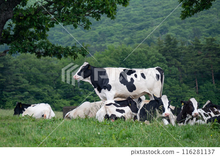 鳥取縣保木町大山牧場牛奶場的乳牛 116281137