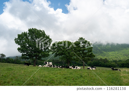 Cows at a breeding farm in Daisen Makiba Milk Village, Hoki Town, Tottori Prefecture 116281138