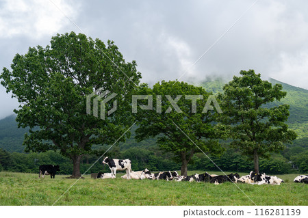 鳥取縣保木町大山牧場牛奶場的乳牛 116281139