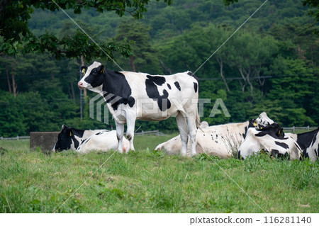 鳥取縣保木町大山牧場牛奶場的乳牛 116281140