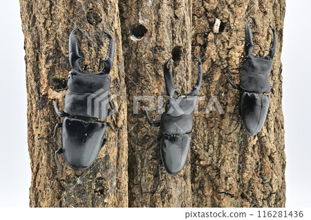Palawan giant stag beetle Palawan giant stag beetle 116281436
