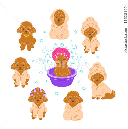 Cute funny toy poodle takes bath. Hand drawn doodle character in different poses. Pretty dog in bathrobe, wrapped in towel, wearing curlers on head, sits in plastic bowl. Pet care hygiene procedures 116281494