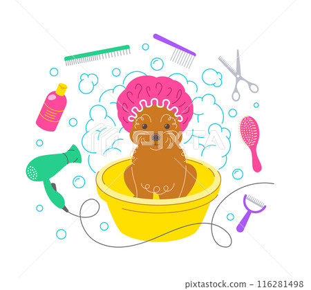 Cute little toy poodle dog in shower cap taking a bath in plastic bowl with soap foam, bubbles and grooming tools, such as hair dryer, scissors, shampoo, brushes. Pet grooming hand drawn illustration Cute little toy poodle dog in shower cap taking a bath in plastic bowl with soap foam, bubbles and grooming tools, such as hair dryer, scissors, shampoo, brushes. Pet grooming hand drawn illustration 116281498