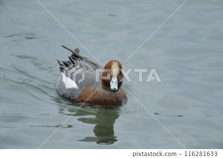 Arao City Coast Wigeon, Arao City Coast Wigeon, 116281633
