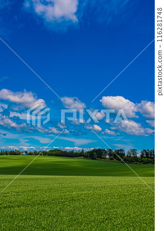 Rapeseed field in Abira-cho, Hokkaido Rapeseed field in Abira-cho, Hokkaido 116281748