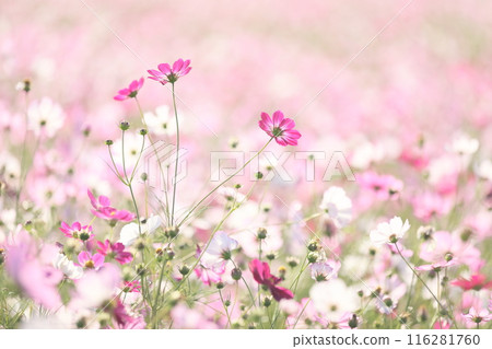 Cosmos in full bloom all over 116281760